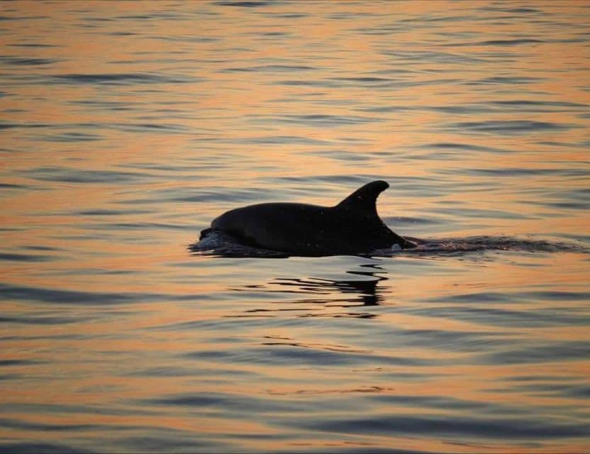 Poreč - wieczorny rejs statkiem na szukanie delfinów - 2