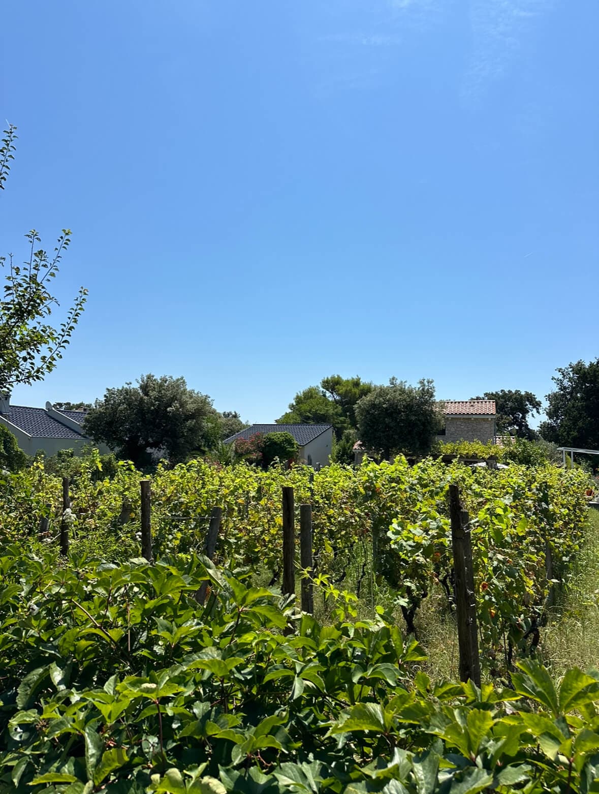 Zaton i Vir: Wyjątkowy rejs statkiem na wyspę Silba z lunchem i napojami - 13