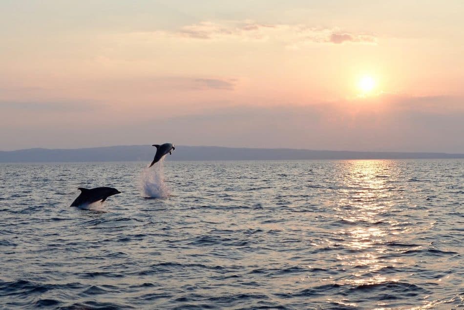 Medulin - Rejs statkiem: Zachód słońca i szukanie delfinów z kolacją - 7