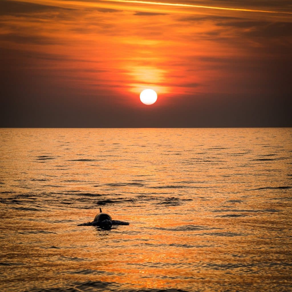 Medulin - Rejs statkiem: Zachód słońca i szukanie delfinów z kolacją - 8