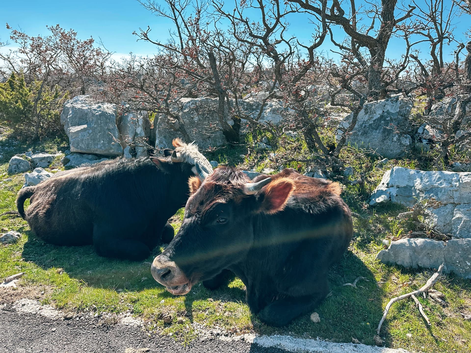 Makarska / Tučepi / Podgora: Skywalk - szklany taras i schronisko Vošac z polskim przewodnikiem - 12