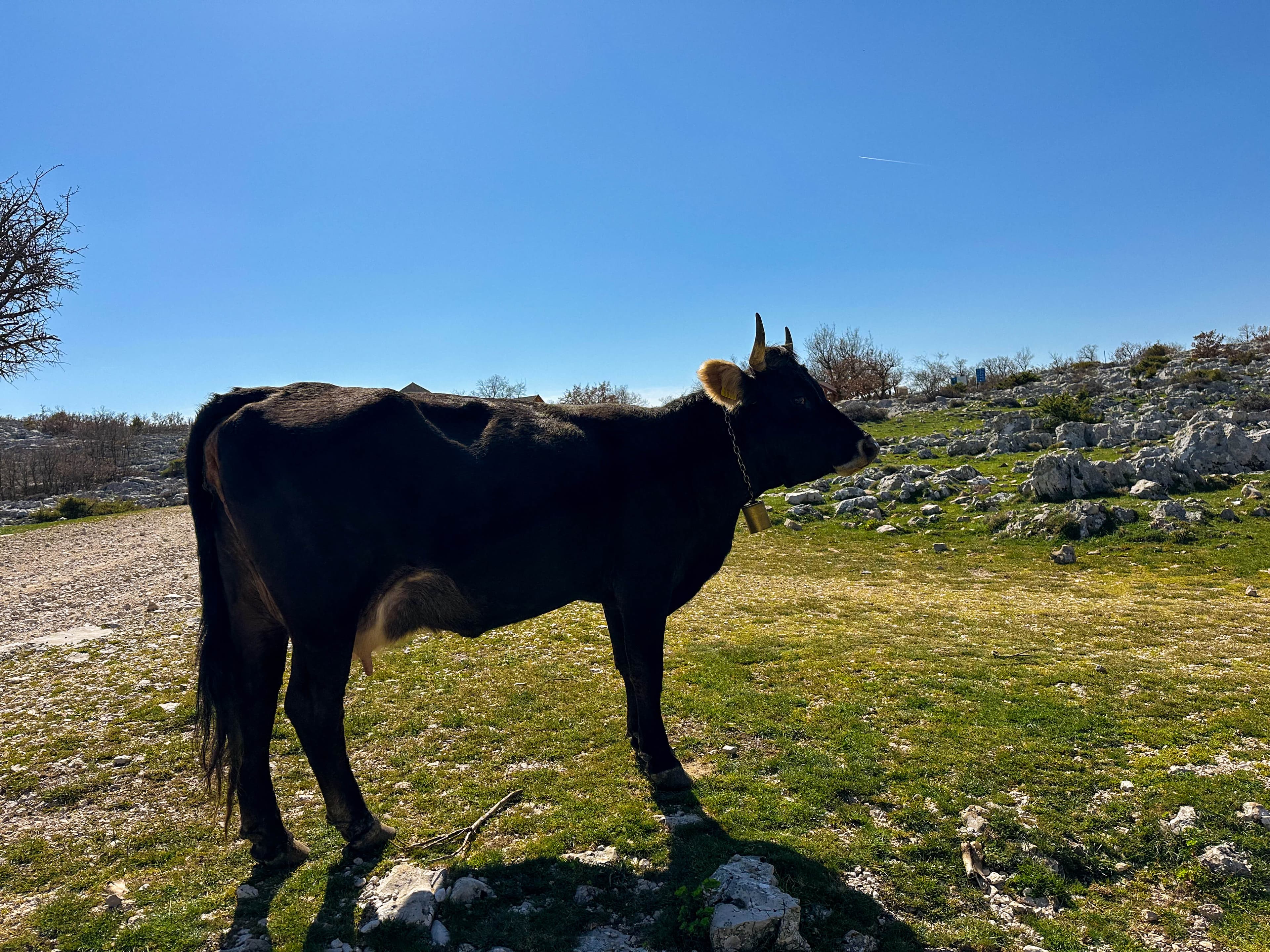 Makarska / Tučepi / Podgora: Skywalk Biokovo - wycieczka z polskim przewodnikiem - 17